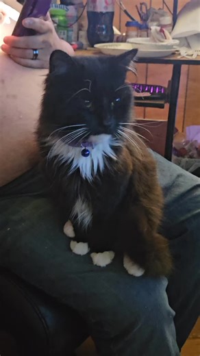 😸Cheshire_Wonderland😸 (@cheshire_wonderland5)’s videos with My Kitty - Emergency Mouse