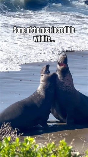 Morro Bay Is a Nature Lover’s Dream