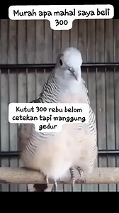 Perkutut lokal gacor suara besar | Lokal alam