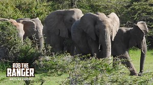 Lots Of Elephants On The Move Across The Vast African Landscape