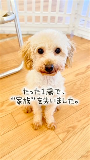 【保護犬シェルター】anifare福岡（アニフェア） on Instagram: "【里親募集中】1歳の甘えんぼちゃん❤️ @anifare.fukuoka←他の子達もチェック ⭐️里親募集⭐️ ✐-——————— 犬種 : #トイプードル 毛色 : クリーム 名前：ルル 生年月日：2024/3/11 年齢：1歳4ヶ月 性別：女の子 体重：2kg -———————— こんにちは✨️ 福岡シェルターのあーちゃんです🥰 ルルちゃんは、 元の飼育者の方が亡くなってしまい 飼育継続ができなくなったため 福岡シェルターに保護されました。 甘えんぼなルルちゃんに、 安心して甘えられるご家族を 1日でもはやく見つけてあげられるよう このリール動画をつくりました。 未来のご家族に、 届きますように…✨️ -————————— 詳細が気になる方は 下記の方法からお問い合わせお待ちしております⭐️ ━―━―━【お問い合わせ方法】━―━―━ ①お電話：090-6344-0370 ②InstagramからDM💌 ③公式𝙇𝙄𝙉𝙀【https://lin.ee/livSuoi】 ｢福岡センタールルちゃ