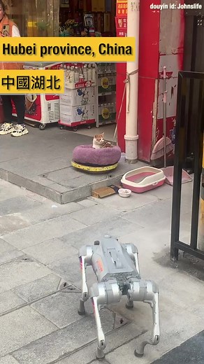 50K views · 112 reactions | A #robot #dog says “hi” to a #cat who keeps a poker face.藍 | China Daily Hong Kong | Facebook