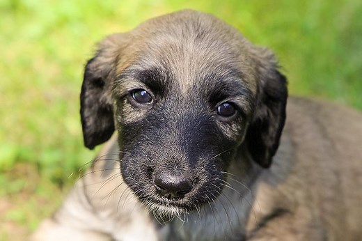 Afghan Hound Puppies For Sale