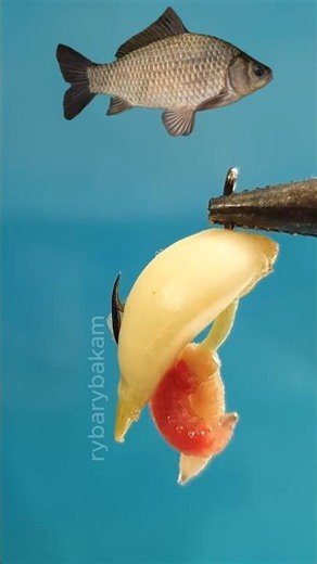 BEST CRUCIAN Carp Bait Trick You’ve Ever Seen! #shorts