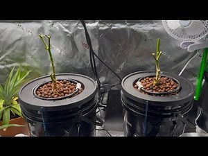 Mars Hydroponics DWC System Build