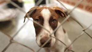 There are millions of less fortunate rescue pets that need our help. Together, we can make an impact in their lives by donating some items like food, toys, and medical supplies from their CUDDLY Wishlists. Your gift can be the difference they need. | CUDDLY