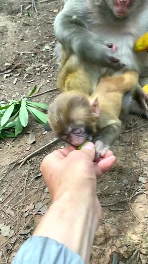 7.3M views · 10K reactions |  Funny & Adorable  Baby Monkeys Daily Life Videos 2023  #reels #monkey #animals #viral | Daily Interesting Stories | Facebook