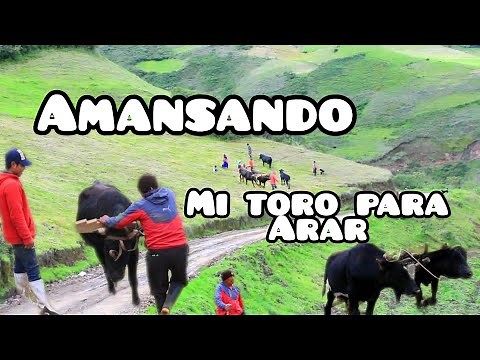 Aprende a amansar toros para el #trabajo en el campo #como un #profesional 🐂🐂