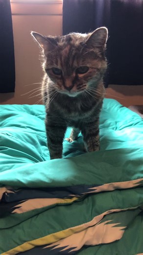 Cutest senior kitizen 🥰 #tiktok #cattok #fypシ゚viral #tiktokshop #fypシ