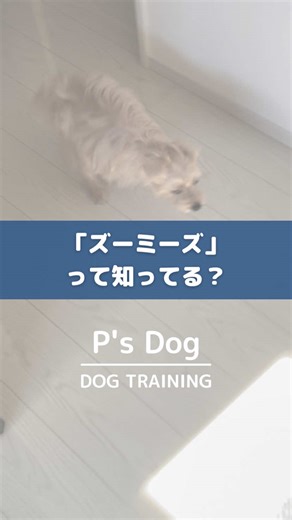 【ズーミーズ】 急に室内を狂ったように 犬が走り回ることありませんか？ うちの犬どこかおかしいのかな😭 そんな風に思われる方もいるかもしれません。 これ、「ズーミーズ」と呼ばれています。 全ての犬に起こる訳ではありません。 そして、別に気が狂ったわけでも脳に異常があるわけでもありません☺️ では、なぜ犬がズーミーズを起こすのか？ 理由は様々ですが 「溜まったエネルギーの解放の儀」くらいに思っておけば👌 お家でシャンプーした後などに する子も多いはず🐶💨 (シャンプーハイと言われたりします) 溜まったエネルギーを爆発させて落ち着かせるために行っていると言われています。 (行動学的には「転位行動」の一種) 正常な犬の行動であり、心配する必要はないですが注意点も⚠️ ・走り回ってしまうので、 怪我の原因になるものは室内 には置かず安全な環境作る。 ー我が家でも行う対処法ー ・何もしないで落ち着くまで見守る。 (止めようと声を掛けることで更に興奮して激しくなってしまう子もいます。) お留守番後にケージから解放され時などにも起こる可能性はあります。 (この場合は、普段からのお散歩や遊びな