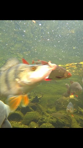 RED WIGGLERS #fishing #angling #usa #aquarium #pond #water #carp #catfish #perch #fish #wędkarstwo #Рыбалка #pesca #釣り#sturgeon #redwigglers #funny