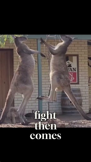 The animal that fights like a boxer.