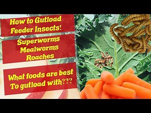 How to Gutload Superworms, Mealworms, and Discoid Roaches - Gutloading Feeders - Gutloading Insects