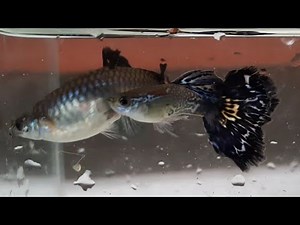 Cheap and Effective Breeding Cobra Snakeskin Guppy Outdoor Set-up
