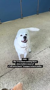 Take notes kids 📝 #CampBowWow #DogsOfTikTok #DogLover #ViralVideo #Waukesha | Camp Bow Wow Waukesha, WI