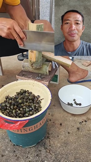 Ani ra diay ang tirada sa pag cutting sa su-so in bisaya ( common periwinkle in English) #cuttingcommonperiwinkle #reelsviralシ #fbreelsfypシ゚viralfbreelsfypシ゚viral #technique | Richard Bantug Toro