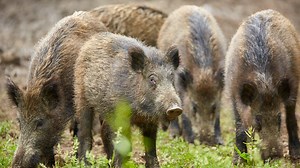 'Feral swine bomb': American feral hog population is ballooning, USDA reports