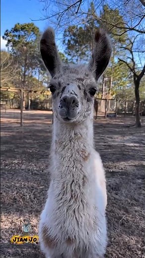 Llama #Andes #SouthAmerica #MountainLifeAnimalLovers #Wildlife #Nature #viral #trending #Explore#zoo