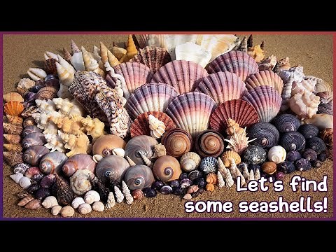 Finding Seashells in the Mangroves | Wentletraps & Thorny Oyster #shelling #shell