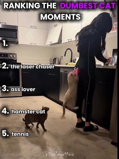Moments when cat seems the dumbest.