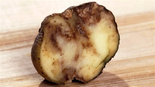 The Worst Food-Related Disasters in Modern History