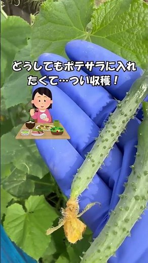 秋が過ぎても収穫長い地這いきゅうり収穫 #家庭菜園 ！キュウリ這せず支柱・ネットして育てる＃無農薬栽培＃shorts