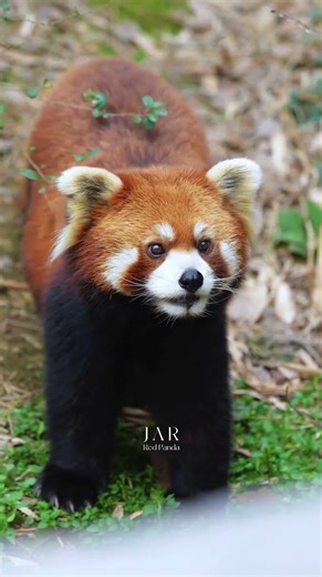 Rou Rou's Red Panda Reappearance