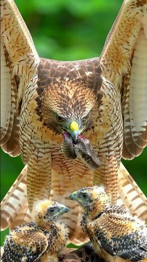 Hawk vs Snake: Fierce Forest Battle Caught in Stunning Detail