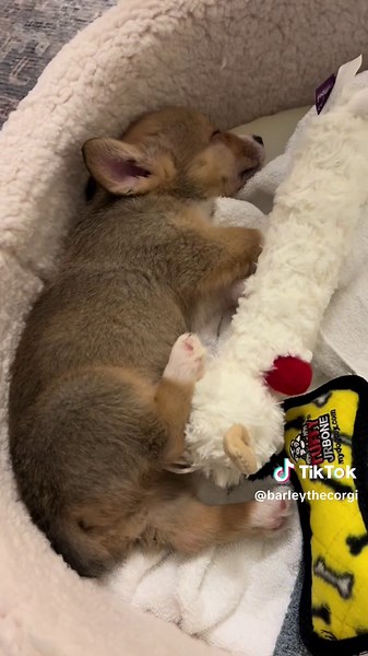 Meet Barley: The 8 Week Old Corgi with Endless Energy!