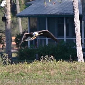 12K views · 1.9K reactions | SWFL- Harriet and M15 Nest   24/7 The Master Of The Skies II Bald eagles are amazing animals, their aerial acrobatics are amazing to watch. In this short video a male bald eagle switches a branch from his beak to the right foot without missing a beat.  Fort Myers, Florida | SAUNDERS PHOTOGRAPHY | Facebook