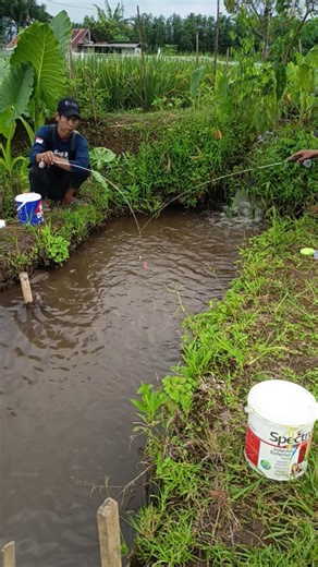 Mancing di selokan yang banyak ikan