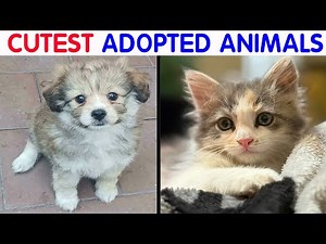 50 Newly Adopted Pets Who Brought Happiness And Warmth To People’s Homes In October