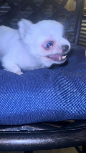 #brodie #teacupchihuahua #tinydogsoftiktok #viral #chihuahua #chihuahuastiktok