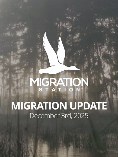 December 3rd Migration Update: Winter Waterfowl Movement