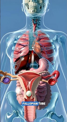 How Life Begins | Fertilization Explained in 30 Seconds