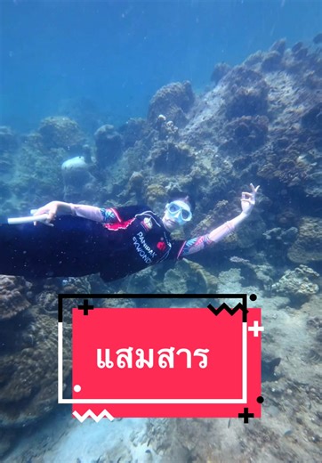 แสมสาร ชลบุรี: ดำน้ำชมโลกใต้น้ำกับจูเนียร์ เทนนิส