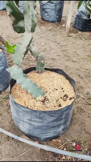 Cómo preparar el sustrato ideal para Pitahaya