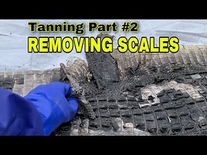 How to Tan Alligator Hide into Leather Part #2 ( Using LIME to remove the Scales from the skin )