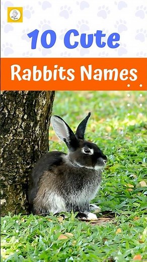 10 Cute Names for Pet Rabbits 🐇🐾
