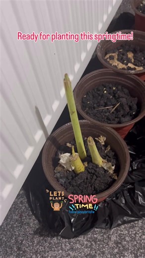 Ready for springtime planting!