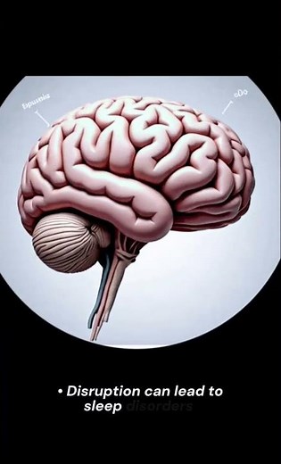 Epithalamus & Pineal Gland | 3D Diagram, Melatonin, Puberty & Aging Explained