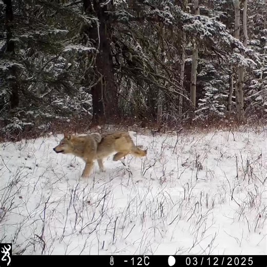 Wolf Chasing Whitetail Deer: A Thrilling Wildlife Encounter
