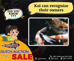 236 reactions · 25 shares |  Don’t miss Trinidad Koi’s amazing Dutch...