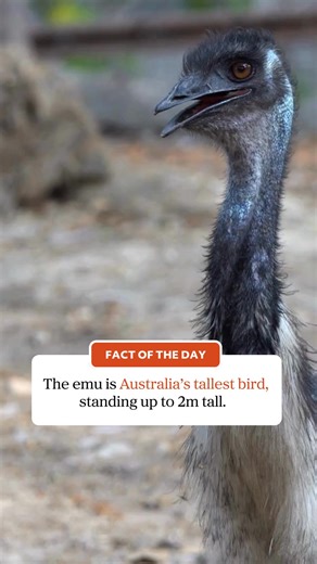 7.4K views · 187 reactions |  Fact of the day Did you know? The emu is Australia’s tallest bird, standing up to 2m tall. #ausgeo #didyouknow #factoftheday #australia #wildlife #emus | Australian Geographic | Facebook