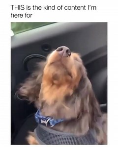 This is giving me life! Have a great week everyone! (@pupflix) | Allison Janney