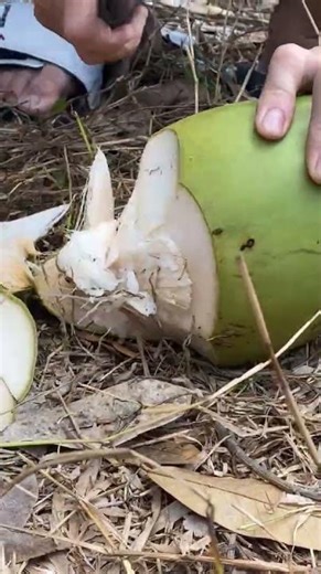 Chặt nhanh trái dừa xanh tươi mát ngay tại vườn. #lùnvlog #coconutcutting