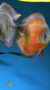 Every discus aquarium should have one. But which discus fish is your favourite? | Discus Switch