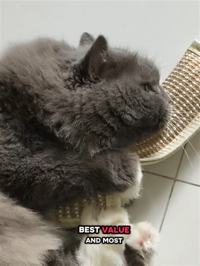 Engaging Cat Toys to Prevent Furniture Biting