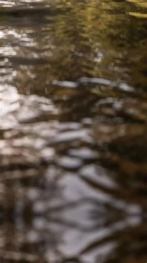 Creature of the day: The Platypus The platypus (Ornithorhynchus anatinus), sometimes referred to as the duck-billed platypus, is a semiaquatic, egg-laying mammal endemic to eastern Australia, including Tasmania. The platypus is the sole living representative of its family Ornithorhynchidae and genus Ornithorhynchus, though a number of related species appear in the fossil record. Together with the four species of echidna, it is one of the five extant species of monotremes, mammals that lay eggs i