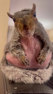 sometimes you have to just laugh through the hard times… this little mouse is the bravest girl ever and she’s just been through hell in the last month. we are so proud of how far she’s come… our beautiful disaster ❤️‍🩹 #meerkatmonday #bravestmeerkatieberdidsee #littlethumbelinagirl #lifewiththumbelina #teamthumbelina | Little Thumbelina Girl